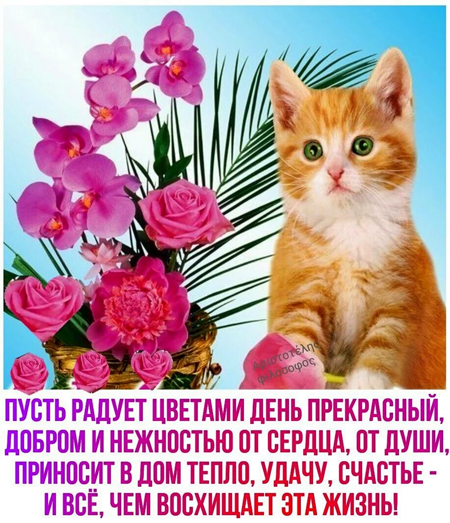 Открытки с добрым утром с котятами