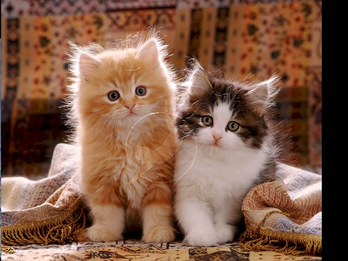 Открытки с котятами
