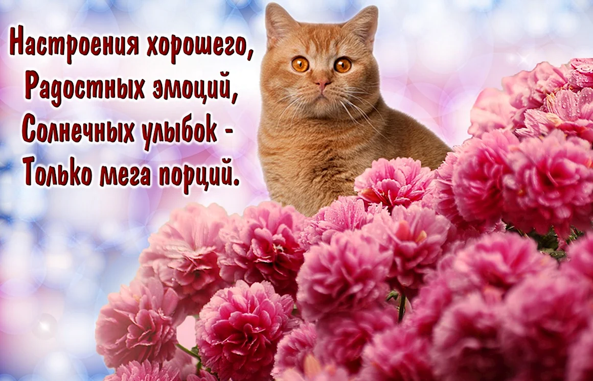 Открытки с котиками хорошего настроения