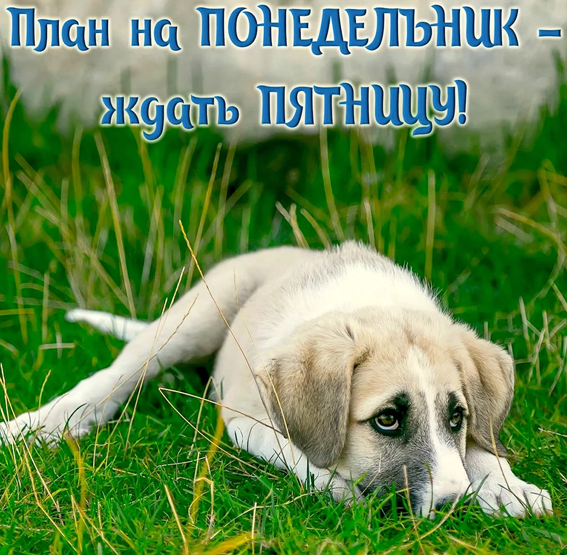 Открытки с понедельником
