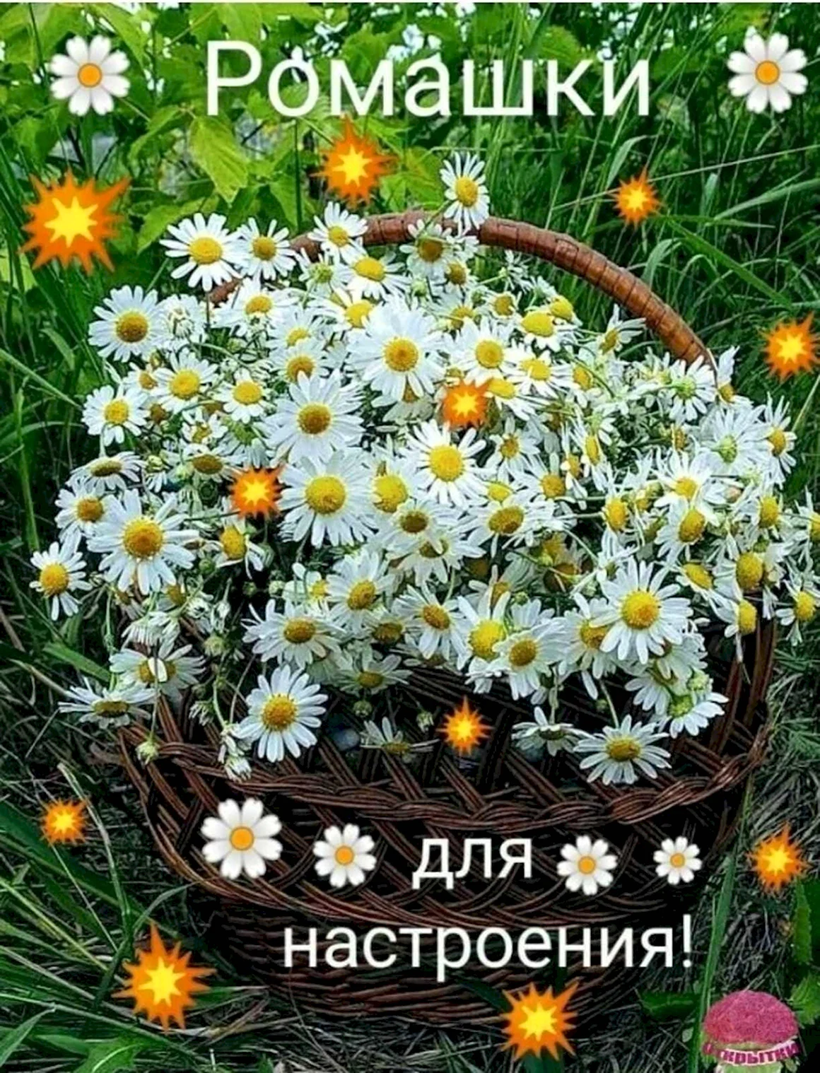 Открытки с ромашками