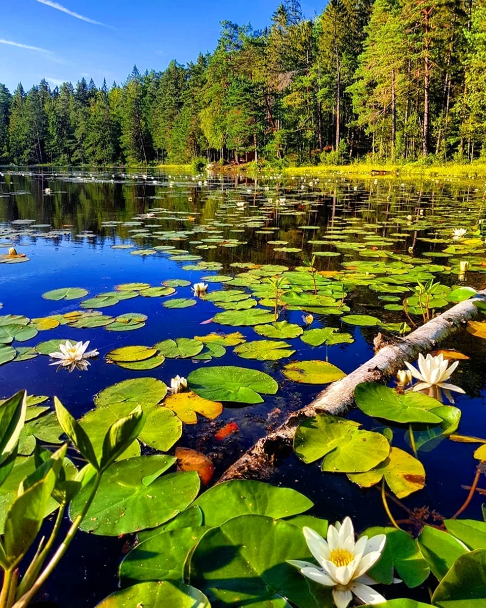 Озеро Линево кувшинки