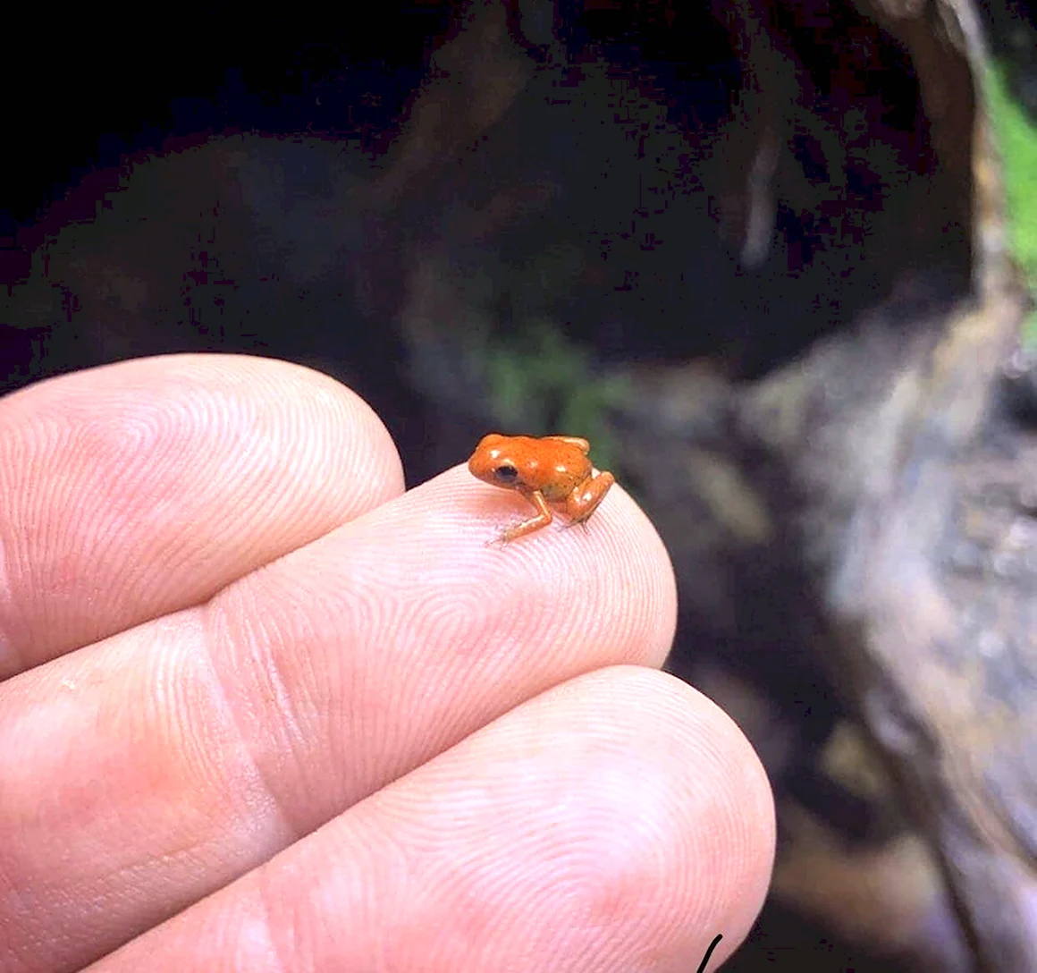 Paedophryne amauensis