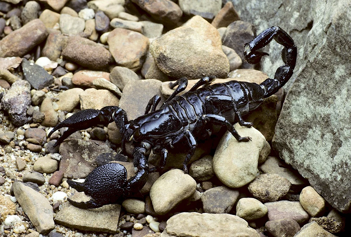 Палестинский Скорпион генурис