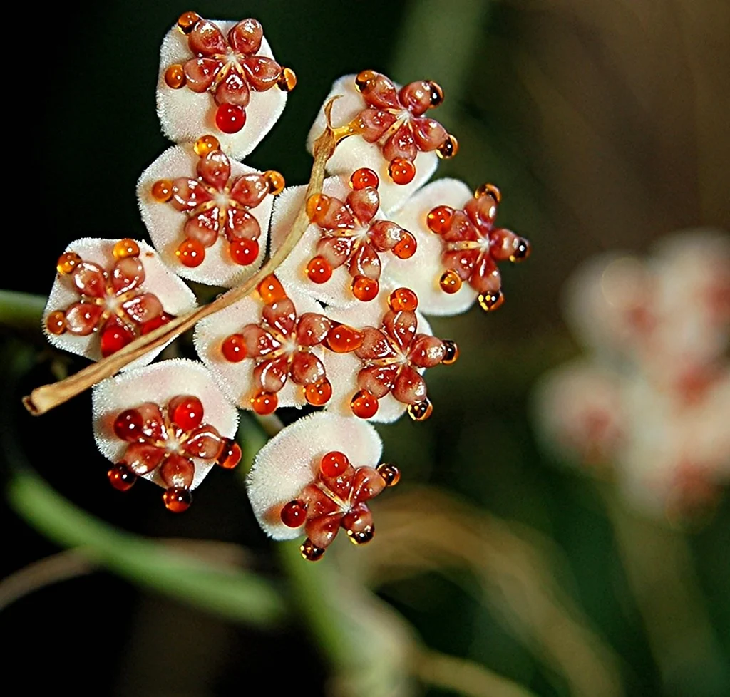 Памианта Перуанская Pamianthe peruviana