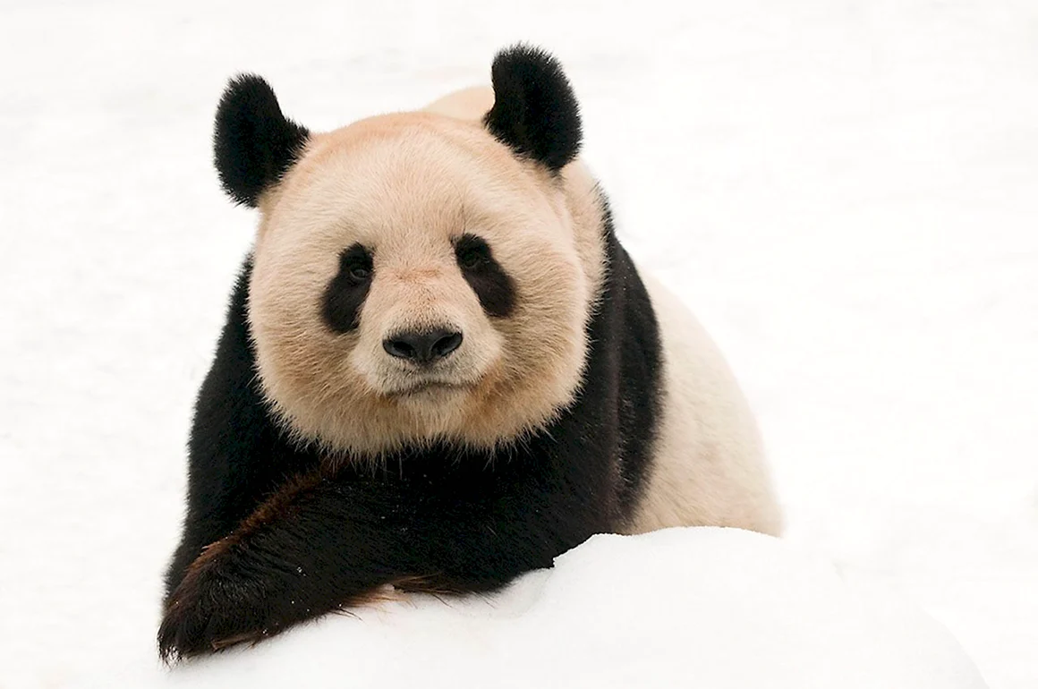 Panda face