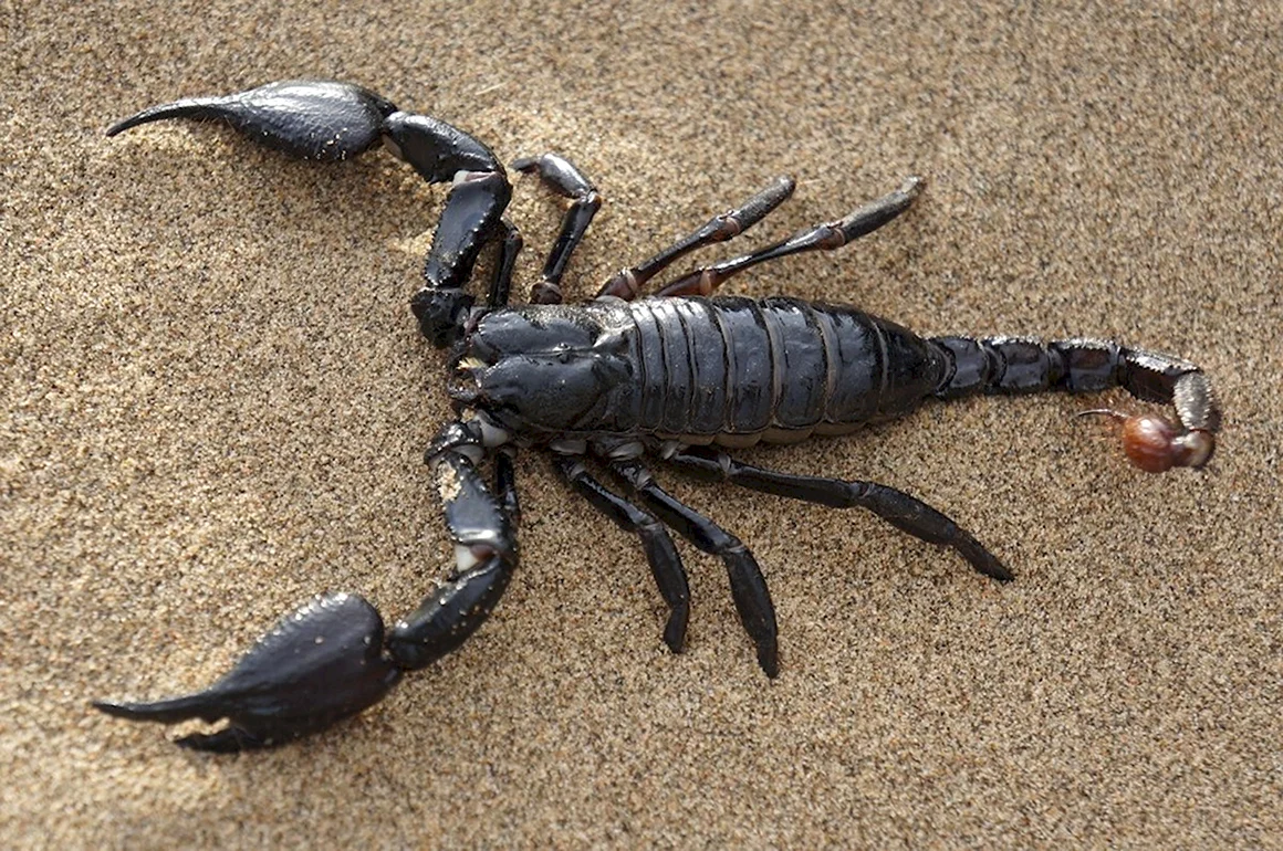 Pandinus Imperator