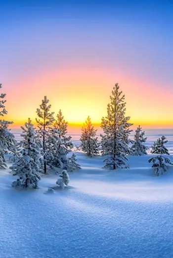 Панорама зимнего леса