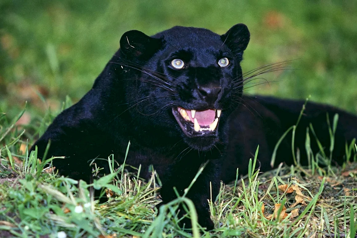 Panther пантер integrifolia