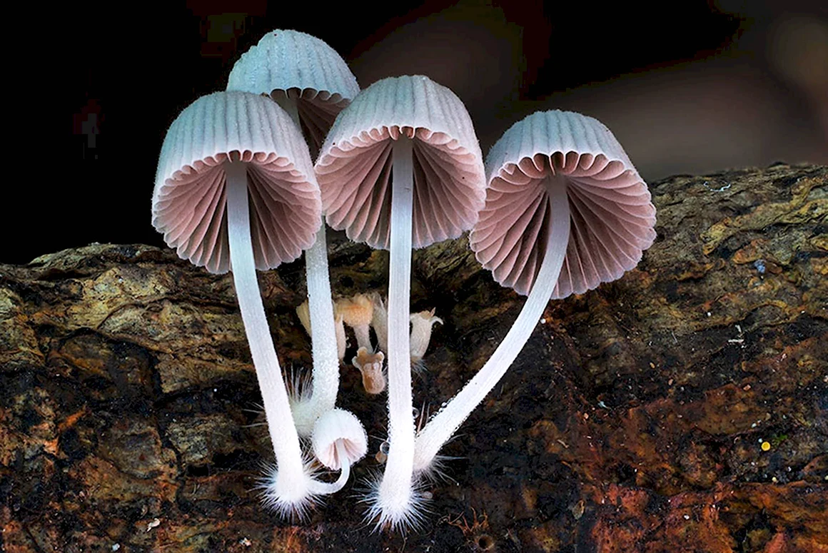 Panus fasciatus гриб