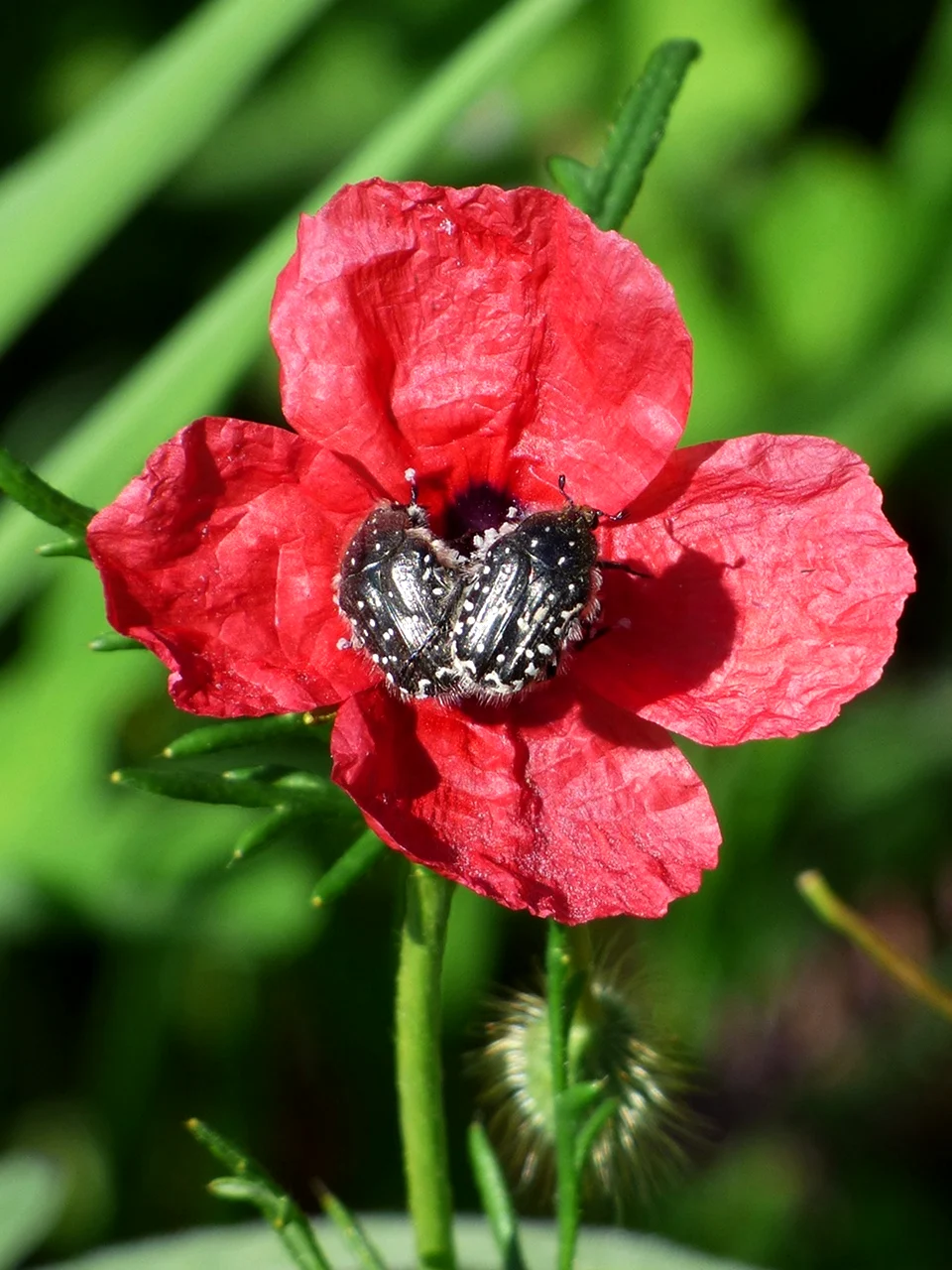 Papaver
