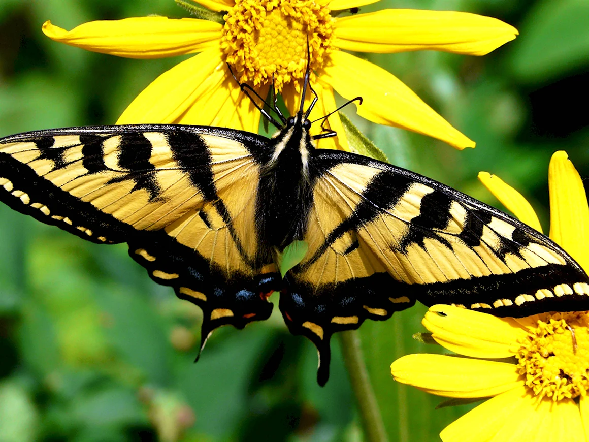 Papilio rutulus бабочка
