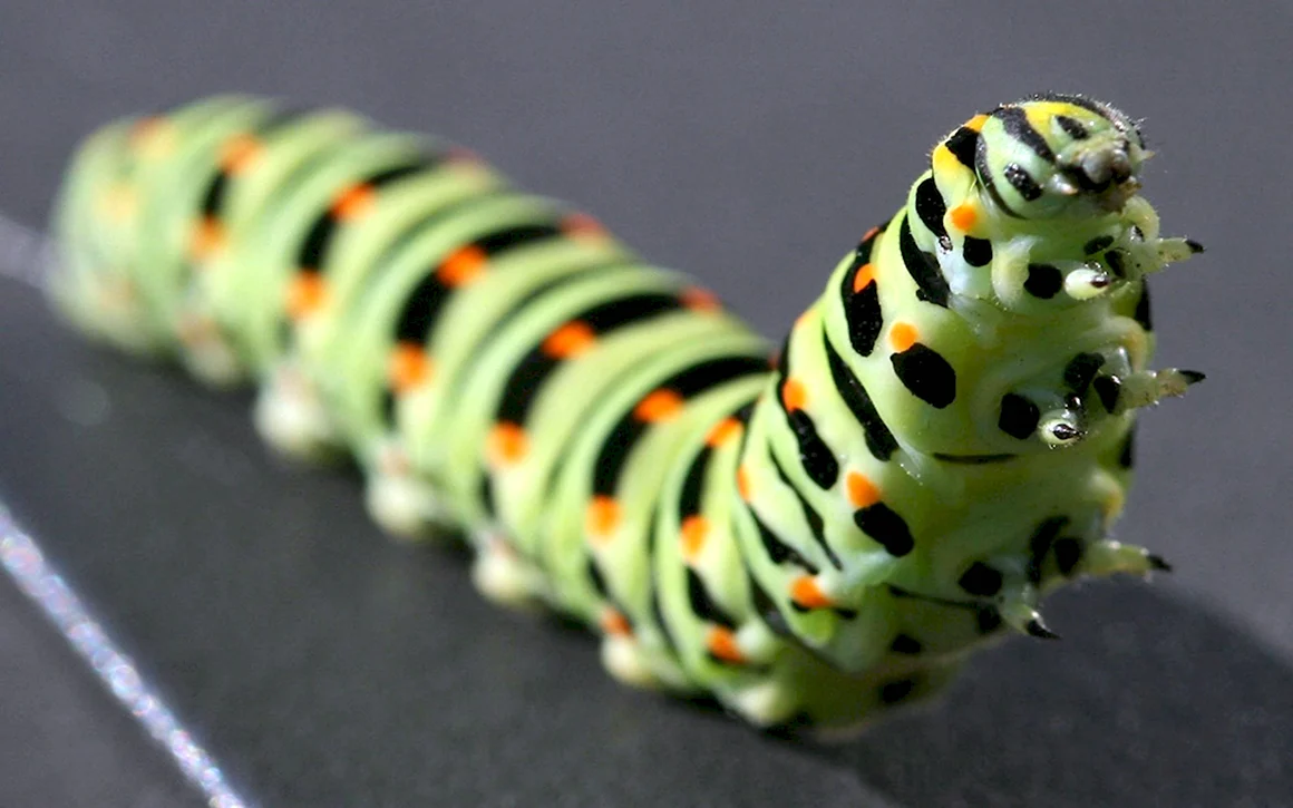 Papilio Troilus гусеница