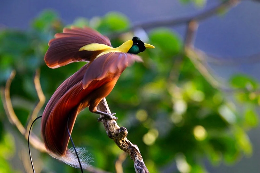 Paradisaea Rudolphi