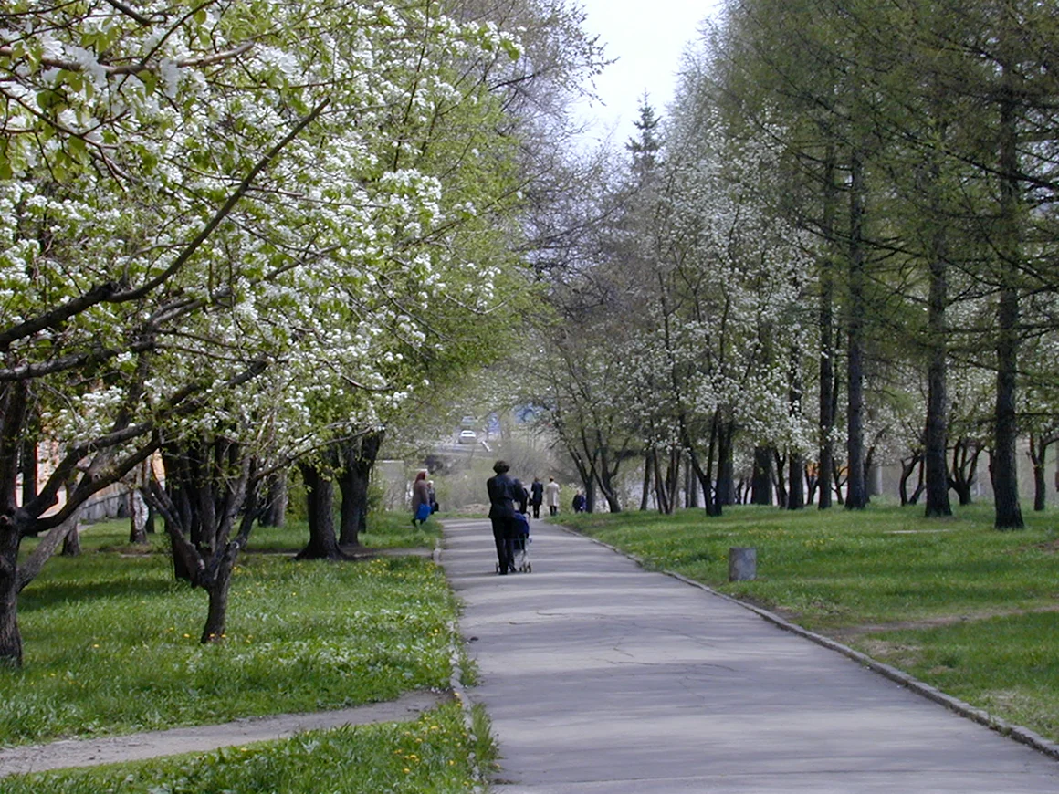 Парк Академгородка Иркутск