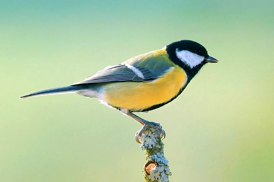 Parus Major