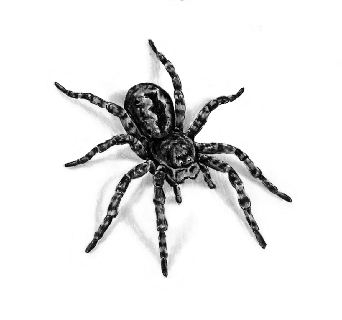 Паук