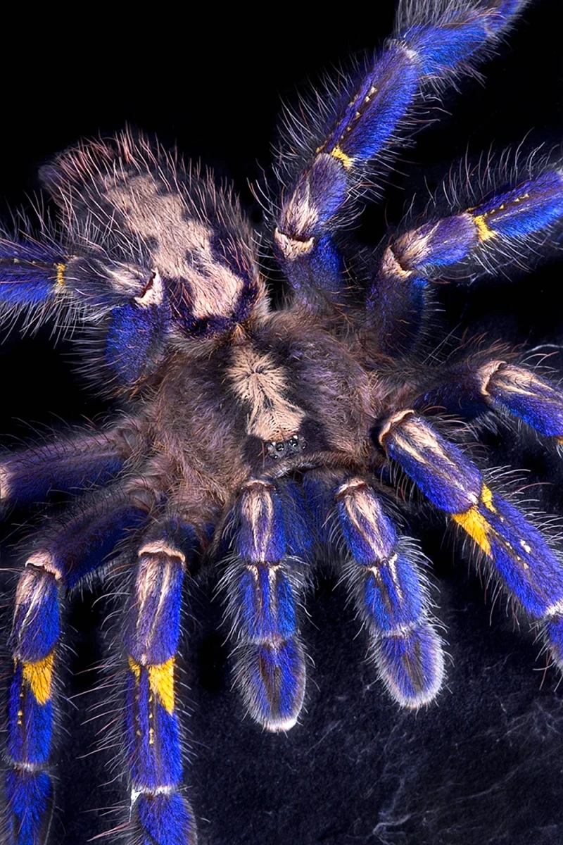 Паук Grammostola pulchra