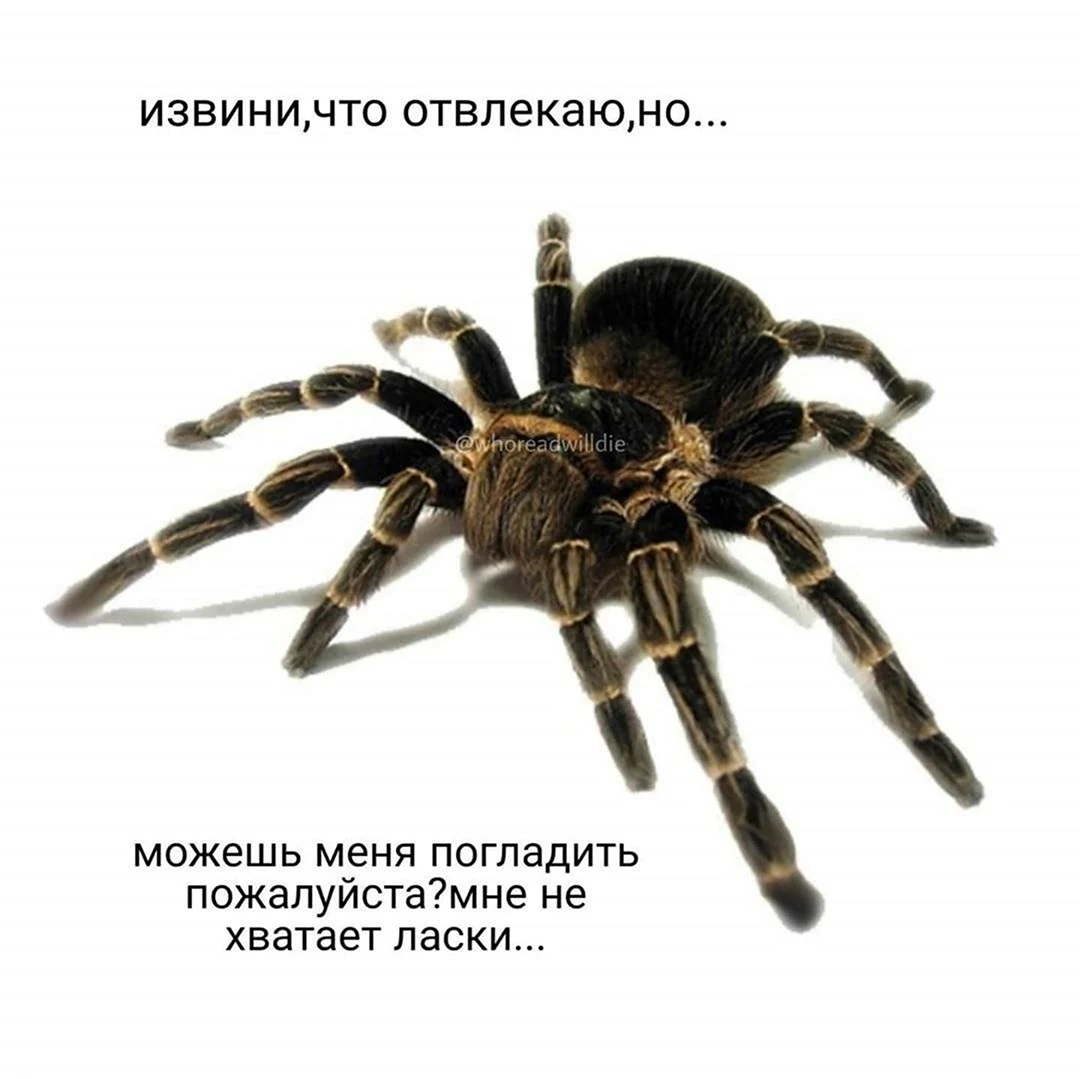 Паук Тарантул сбоку