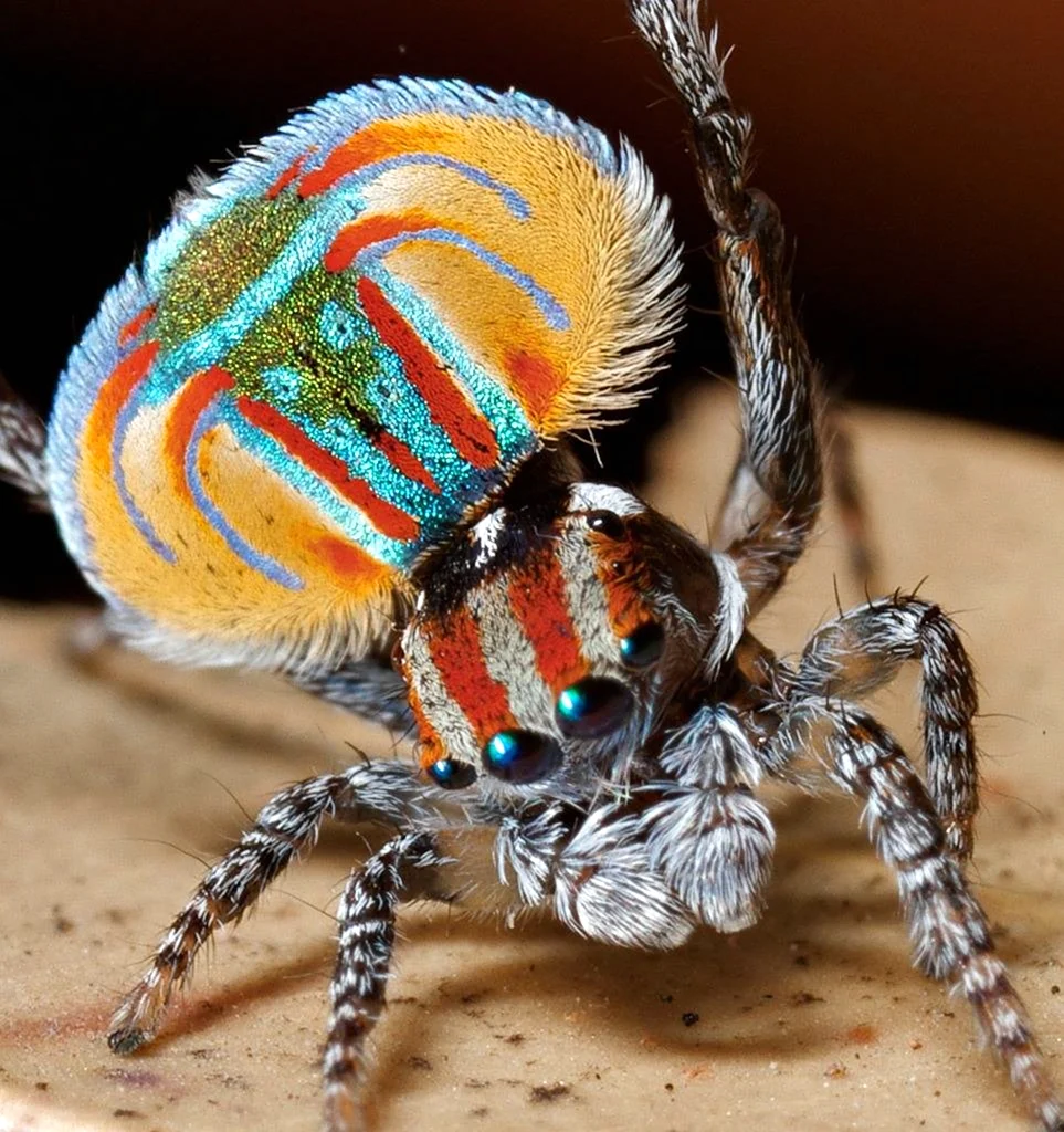 Паук-Павлин Maratus volans