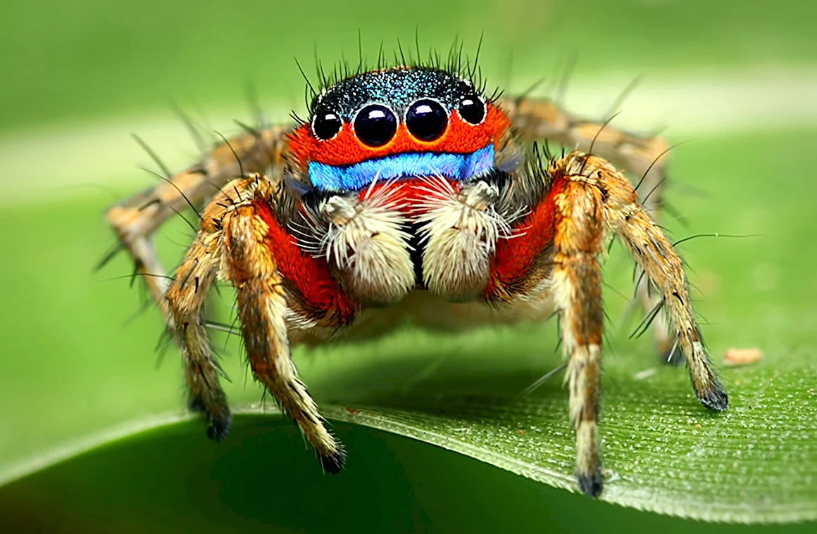 Паук-Павлин Maratus volans