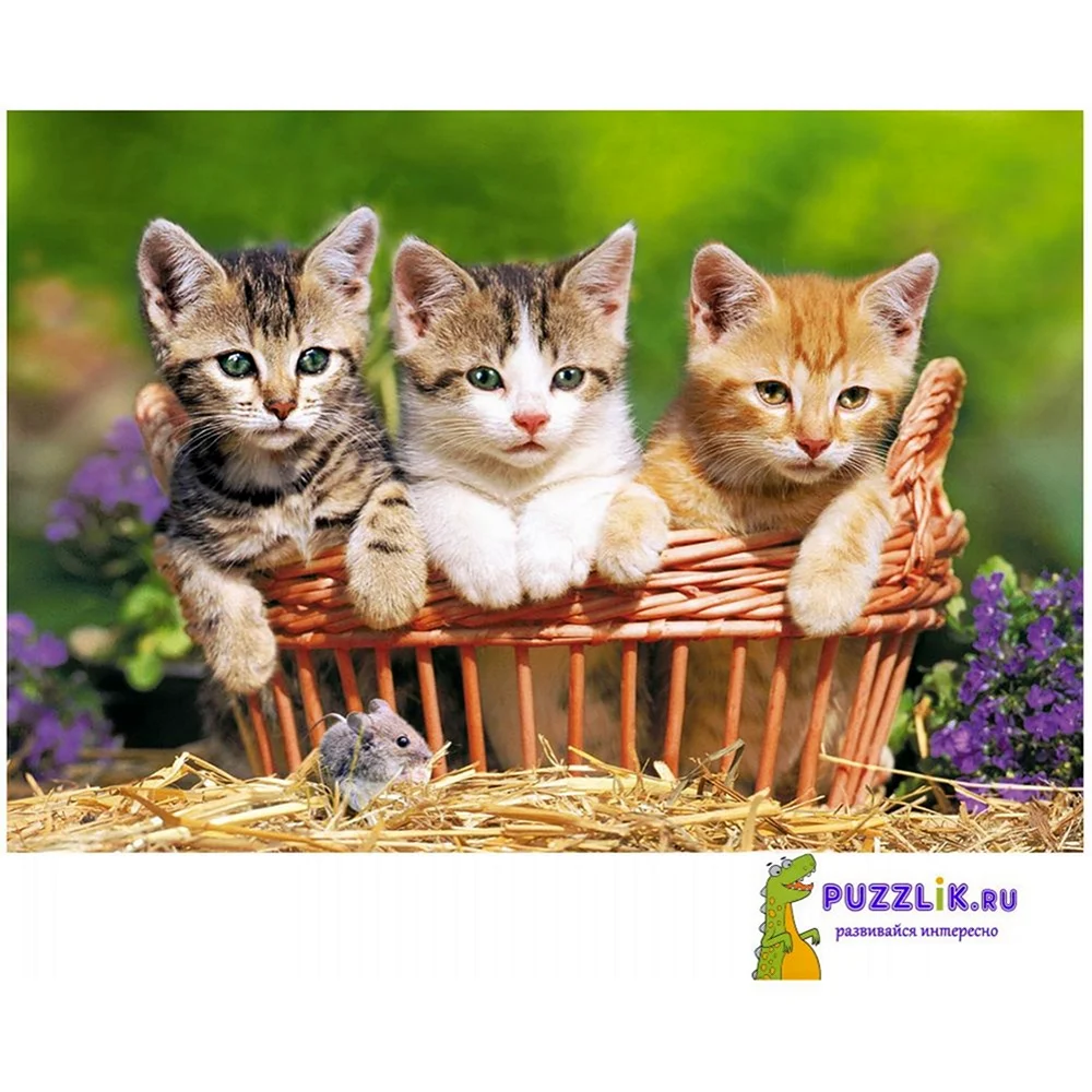 Пазл Castorland three Lovely Kittens b-52561 500 дет.