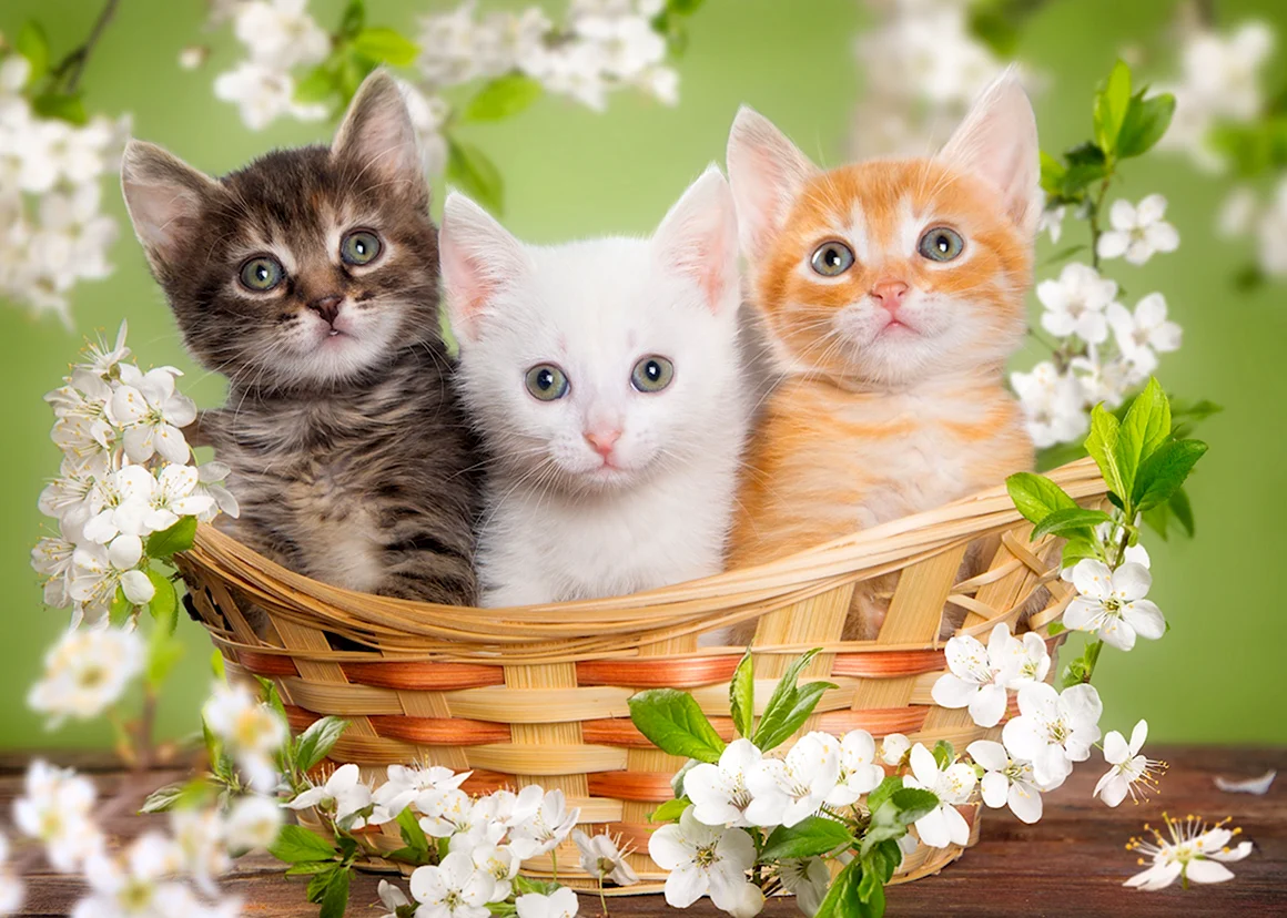 Пазлы 250 дет котята Хатбер