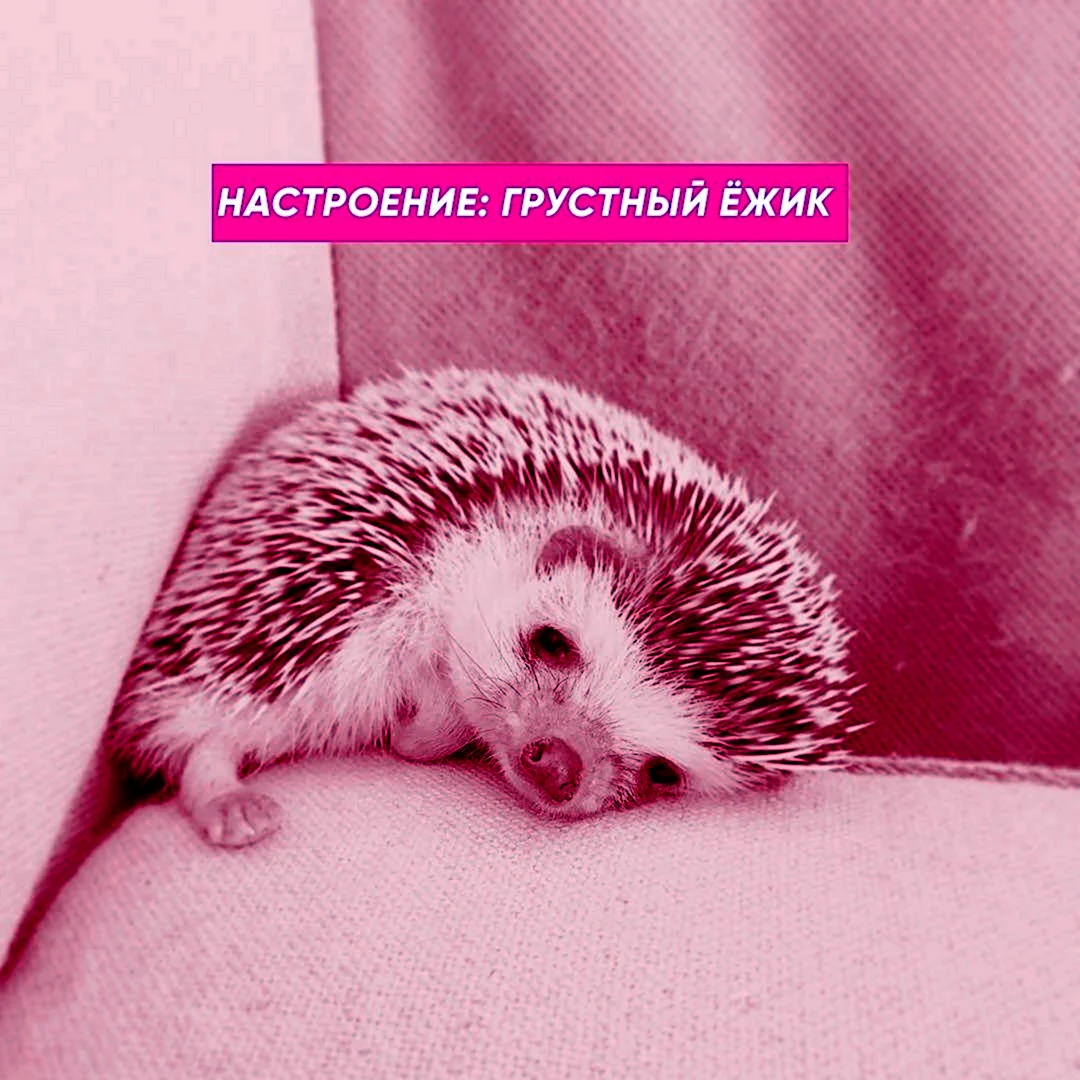 Печальный Ежик