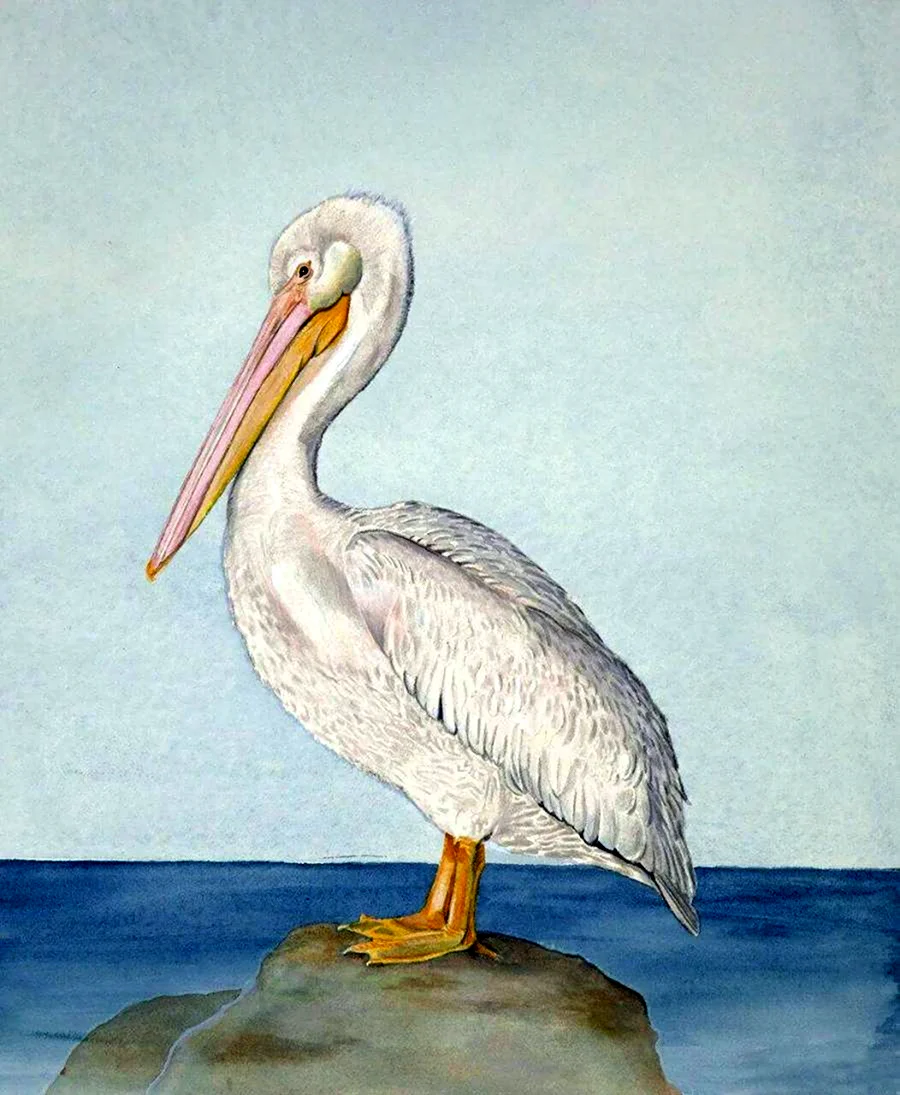 Pelecanus erythrorhynchos