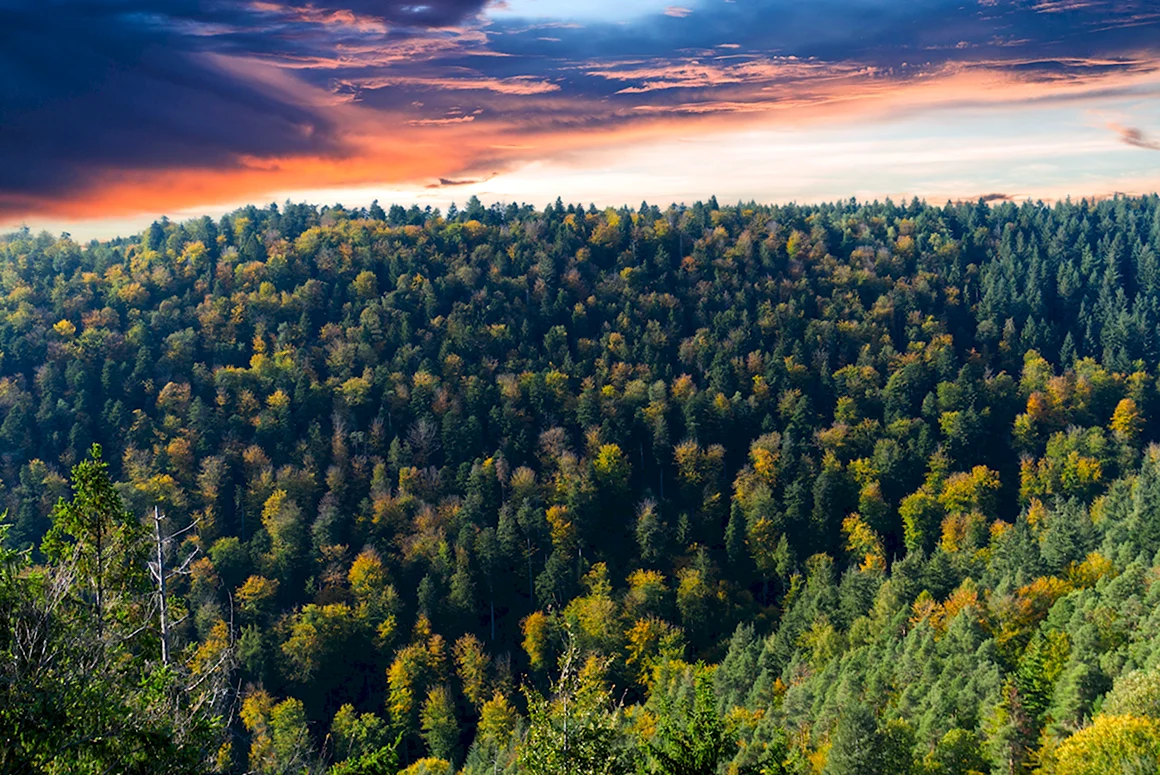 Переделкино лес сверху
