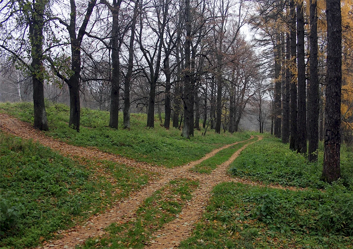 Перекресток в лесу