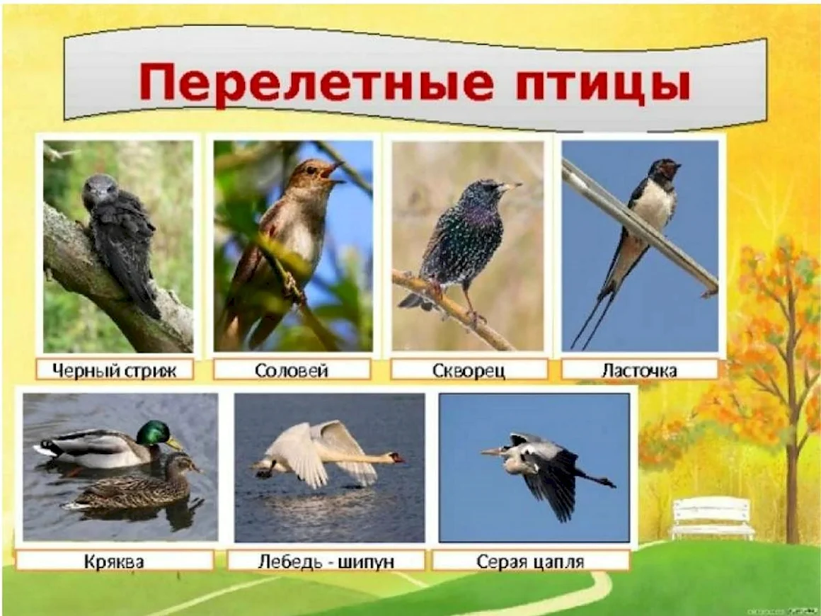 Перелетные птицы