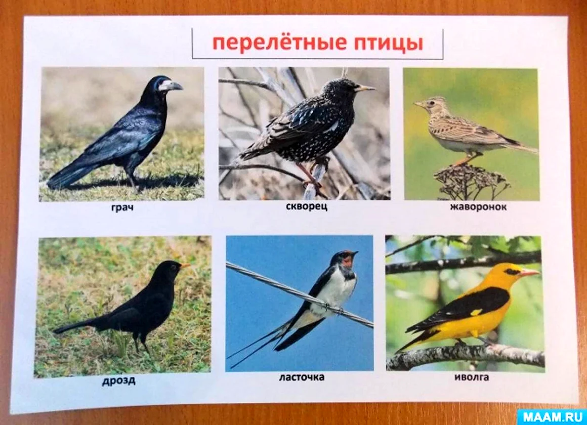 Перелетные птицы Донского края