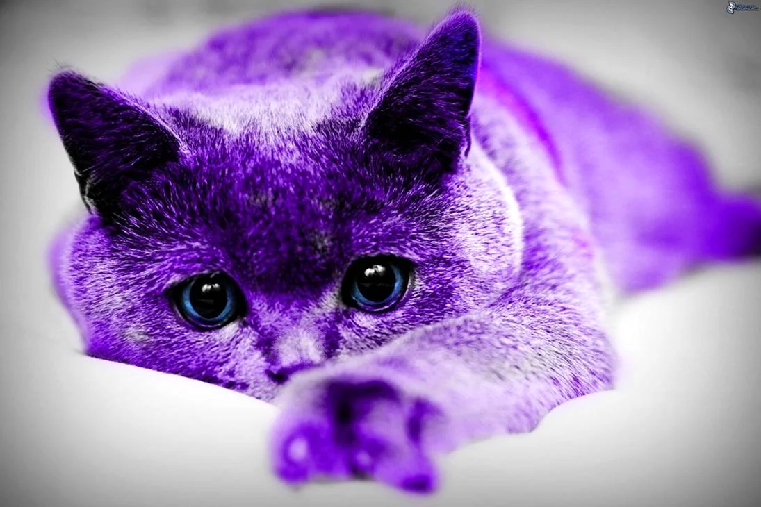 Перпл Кэт