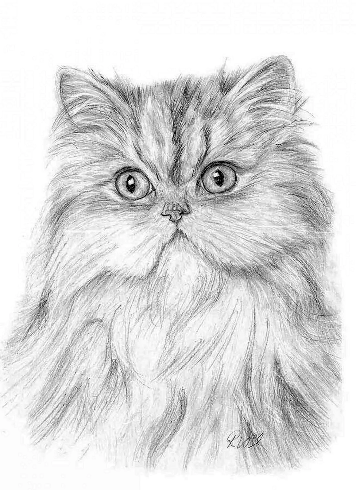 Персидская кошка