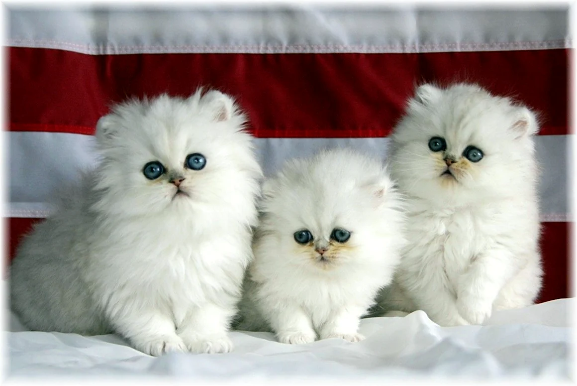 Персидские котята