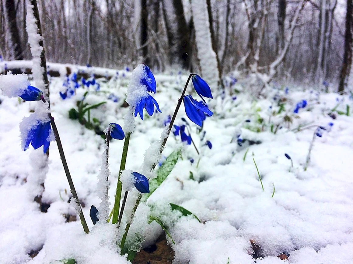 Первоцветы пролеска снег