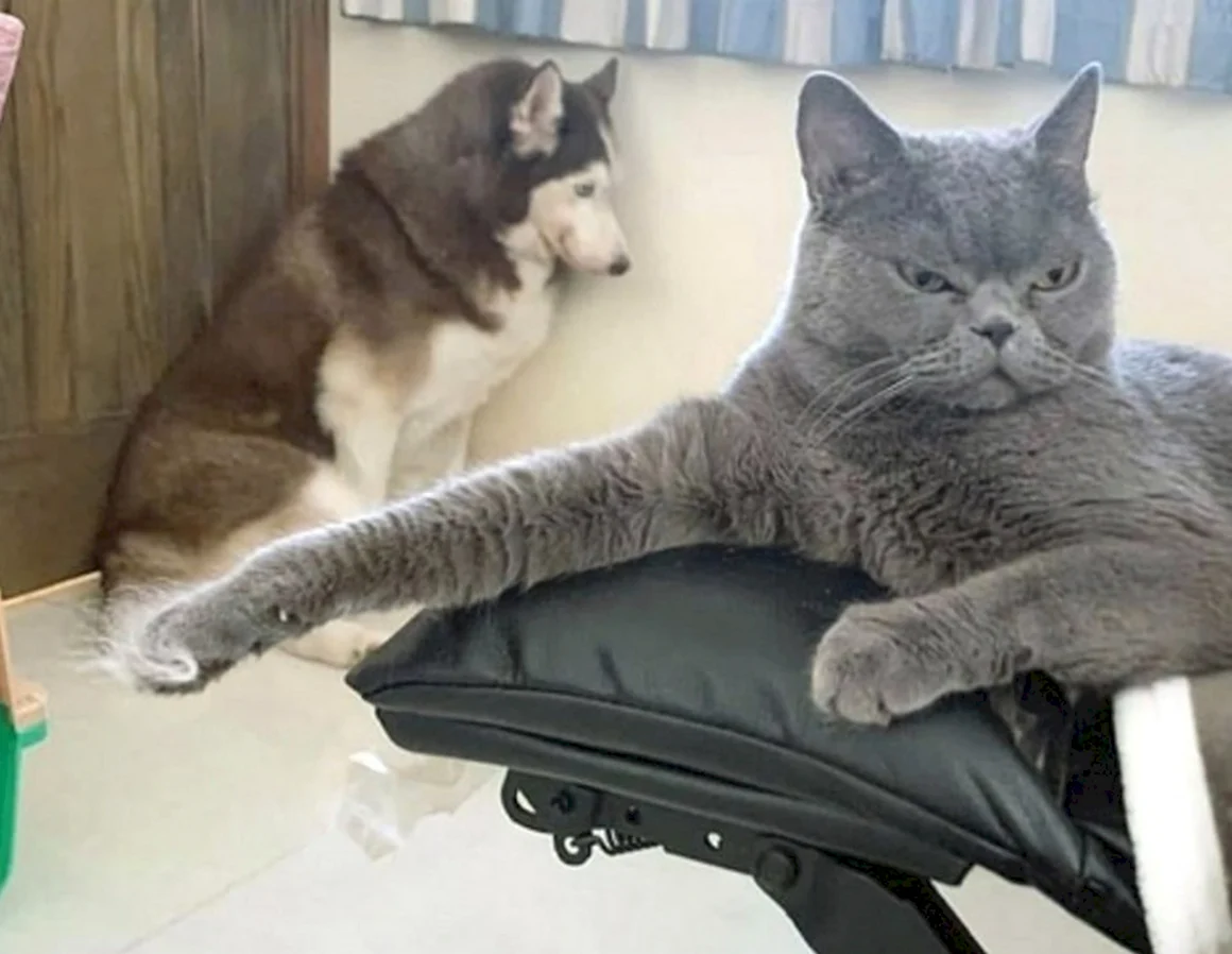Первые кошки