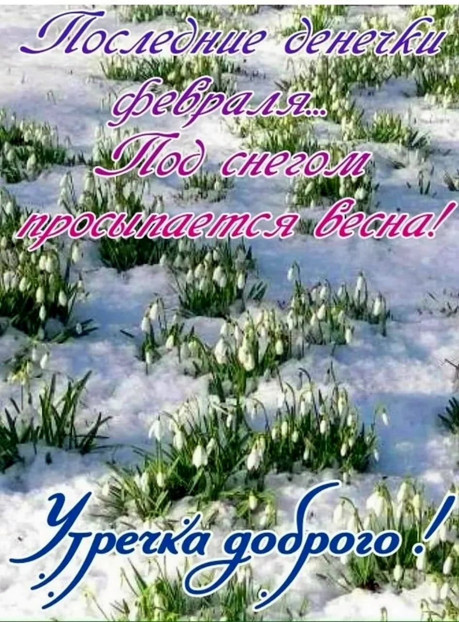 Первые цветы под снегом