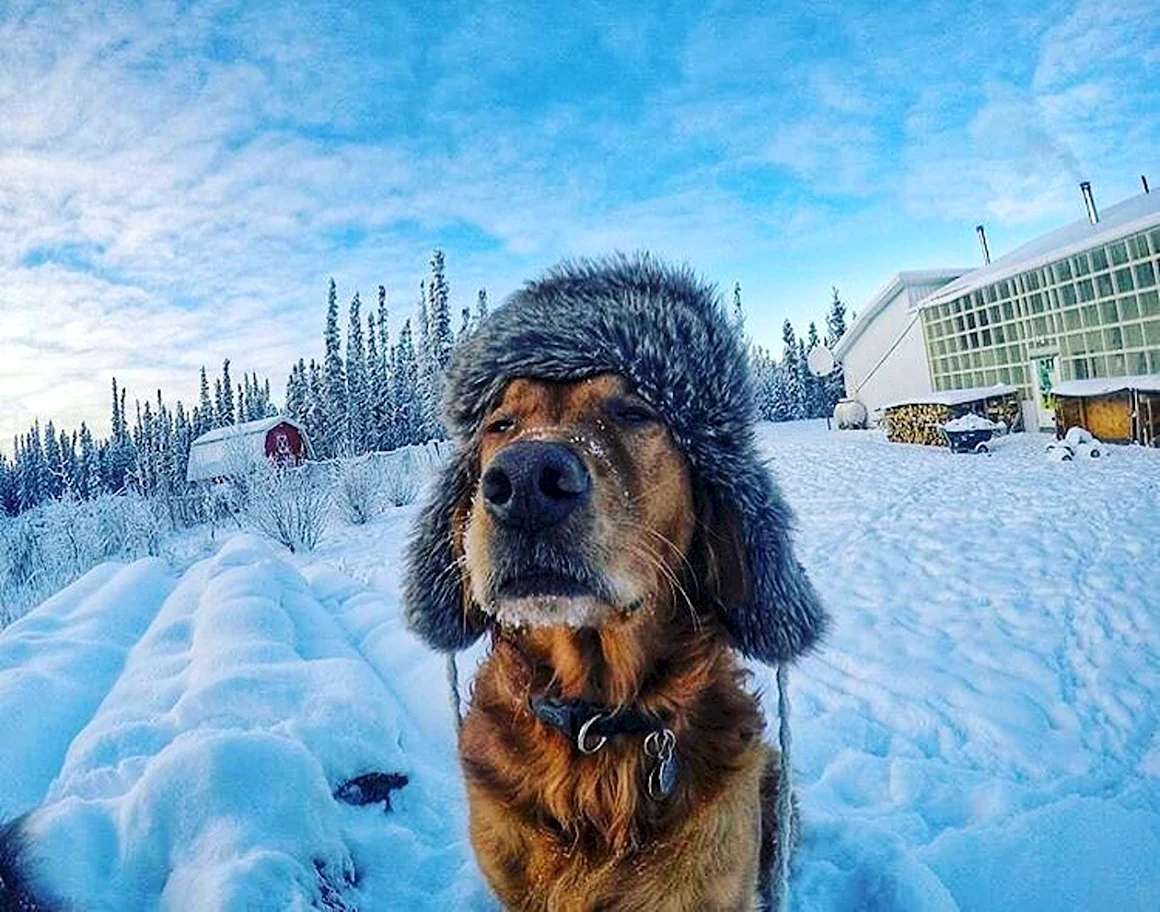 Пёс в шапке ушанке