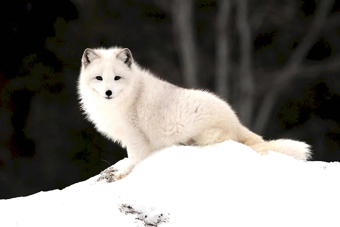 Песец Alopex lagopus