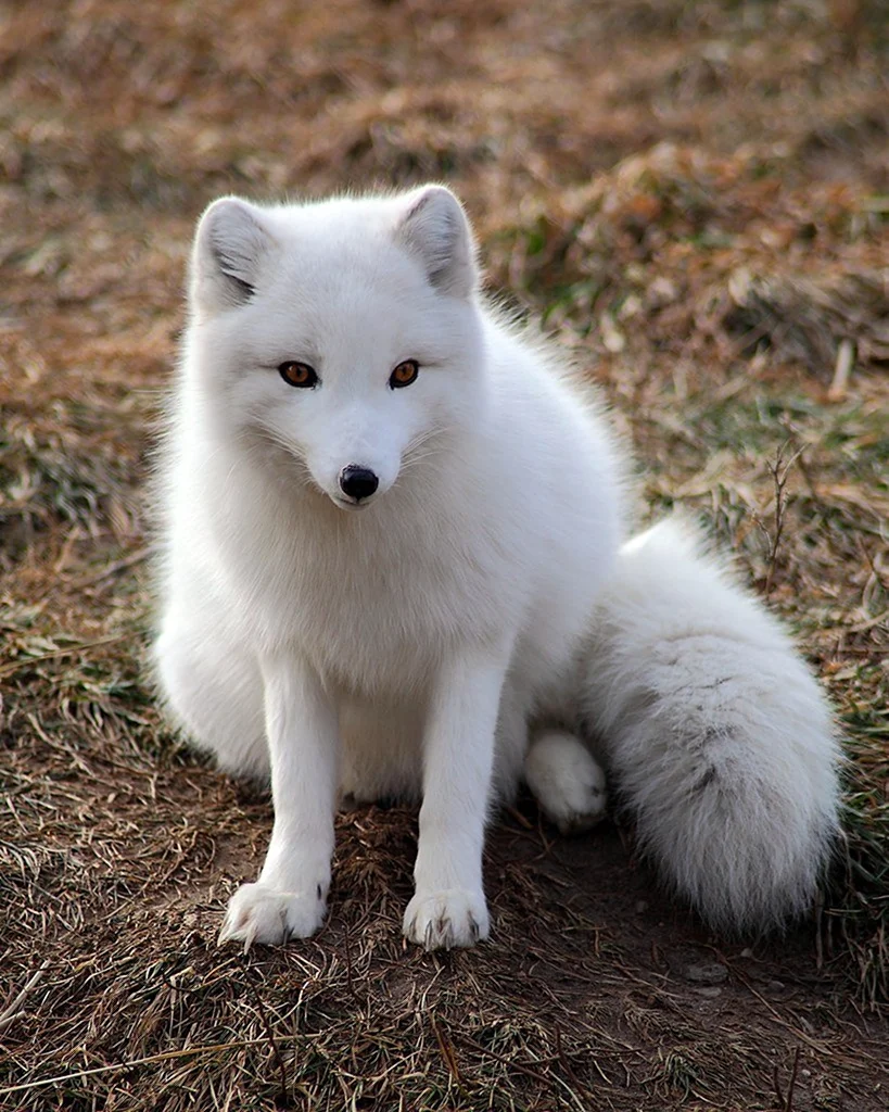 Песец Alopex lagopus