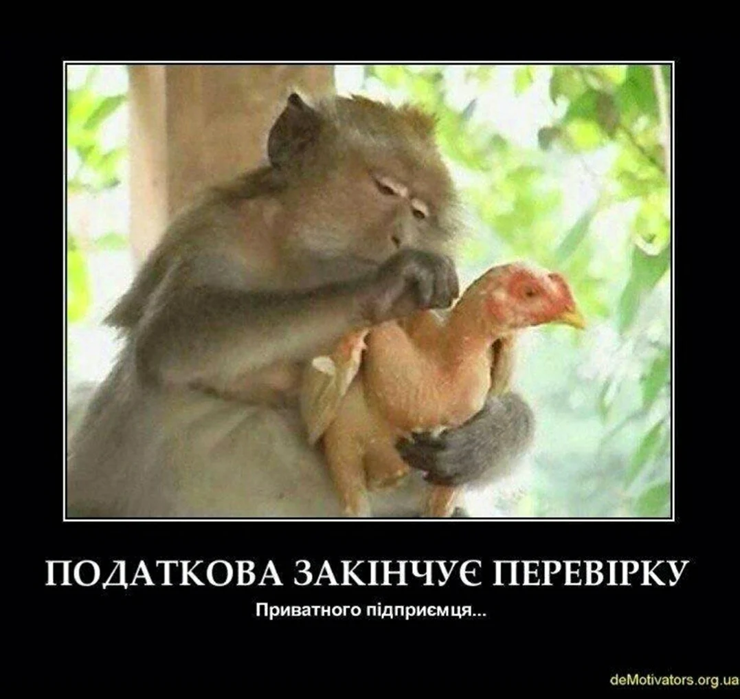 Петух и обезьяна любовь