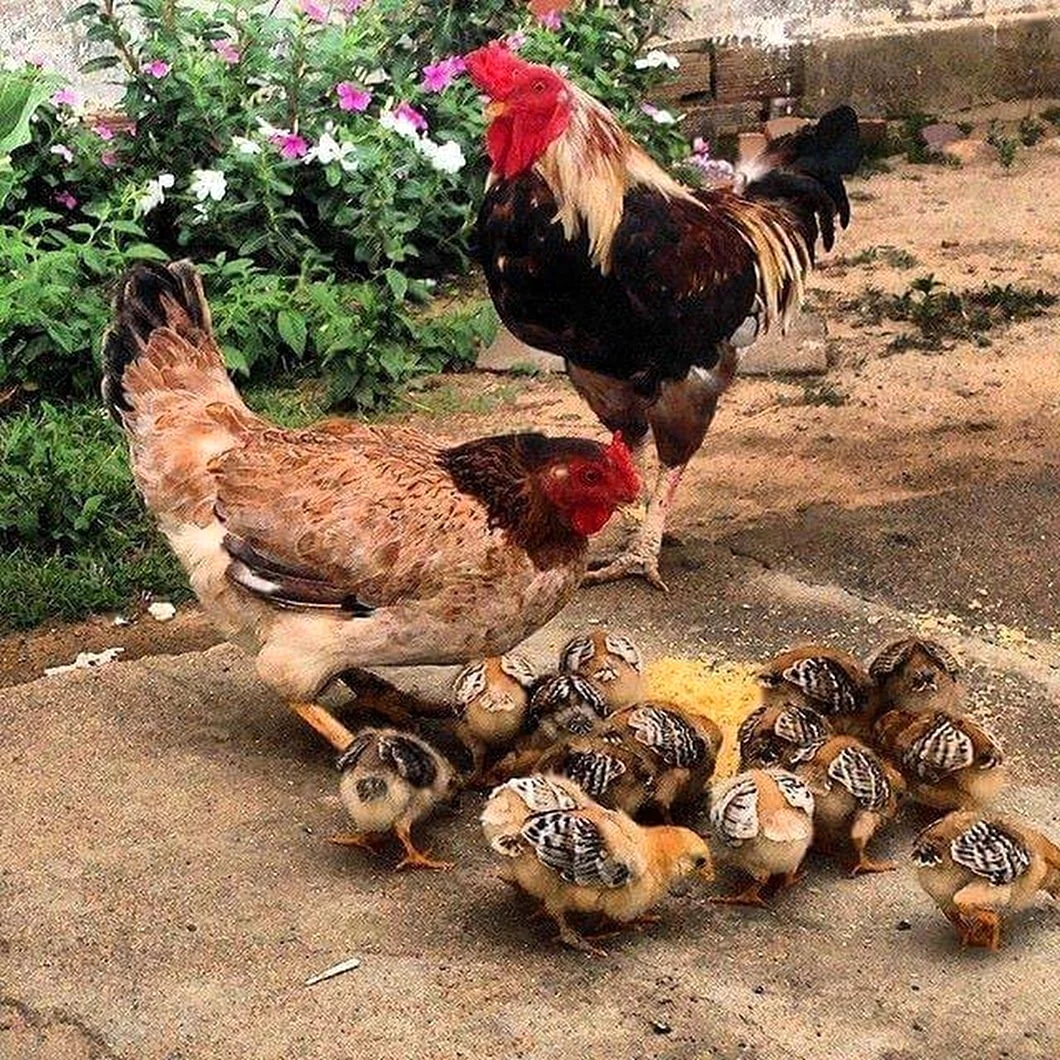 Петух курица цыпленок