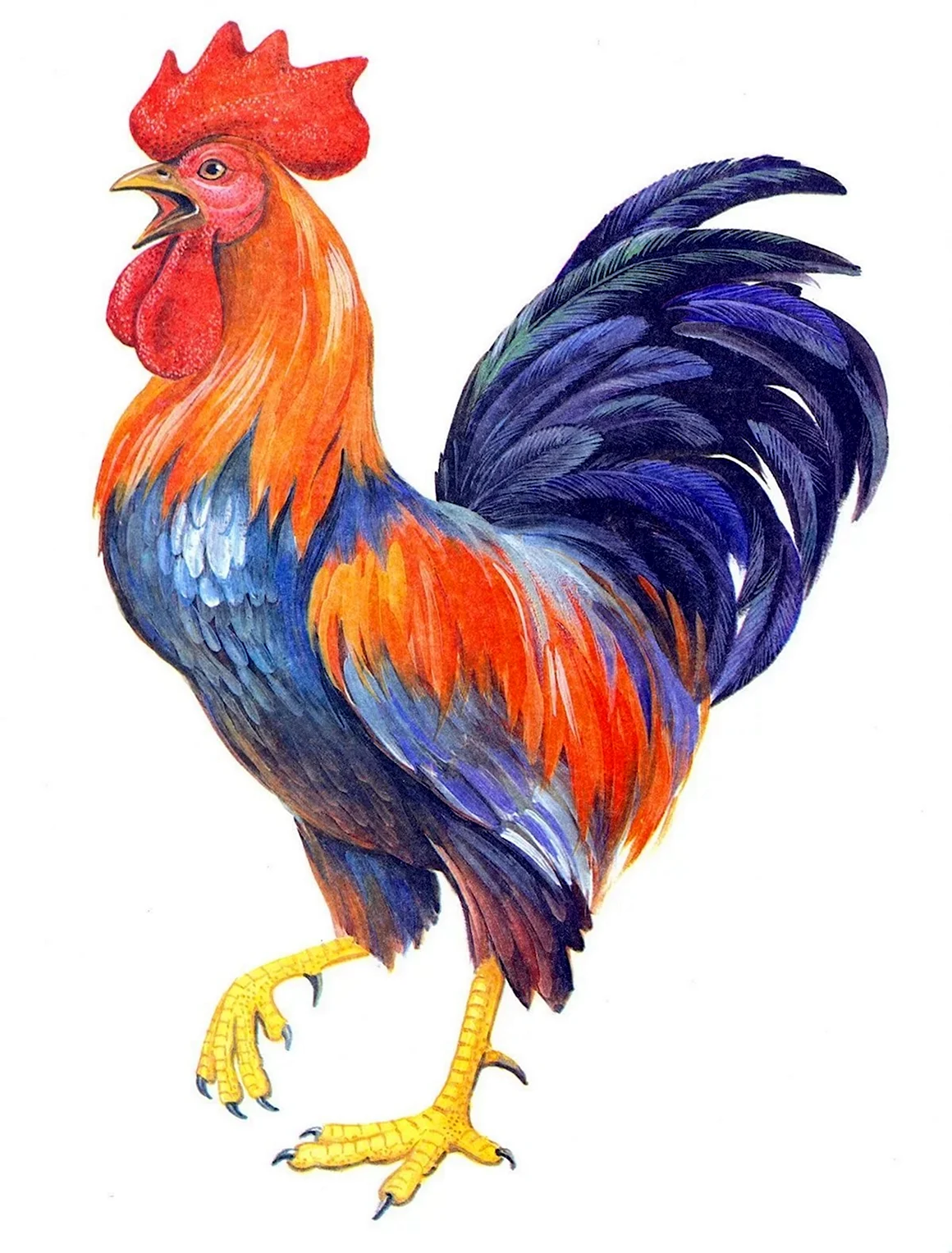 Петух рисунок