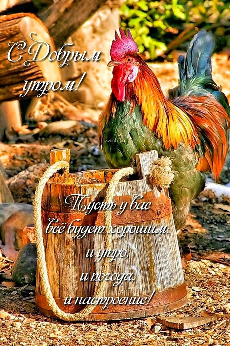 Петух в деревне