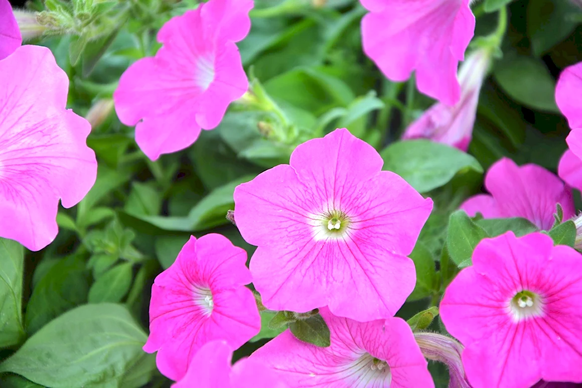Петунии Mystic Pink