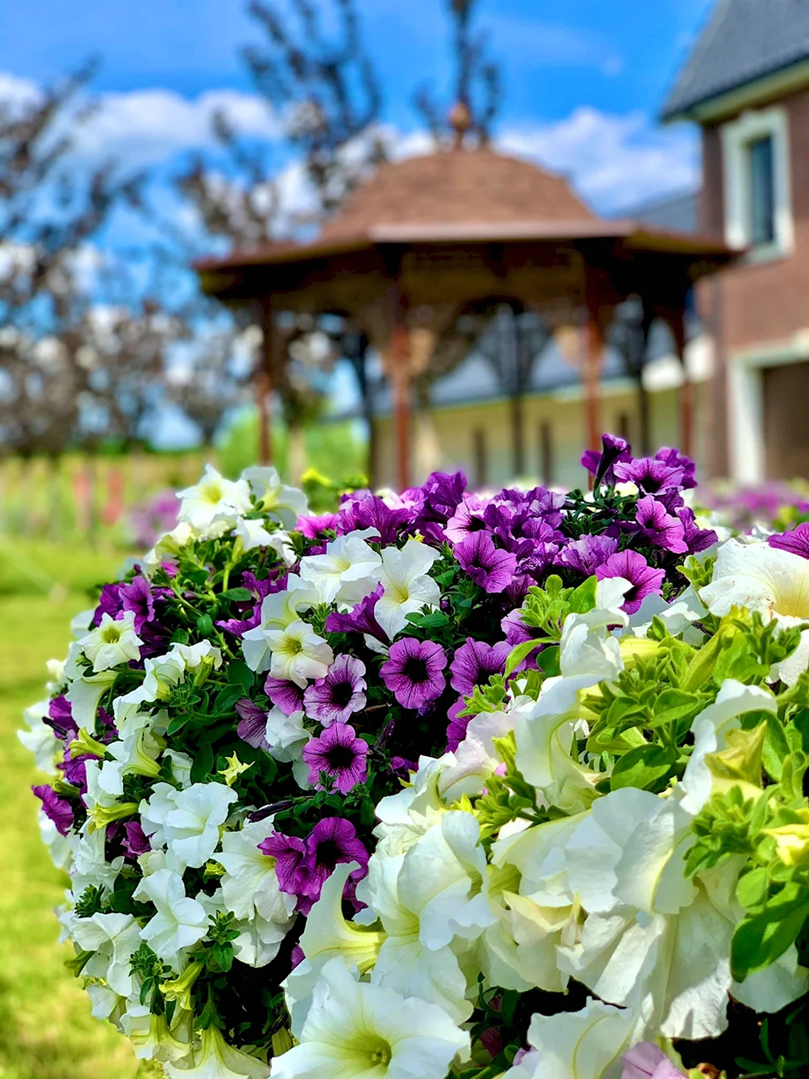 Петуния Каркулка