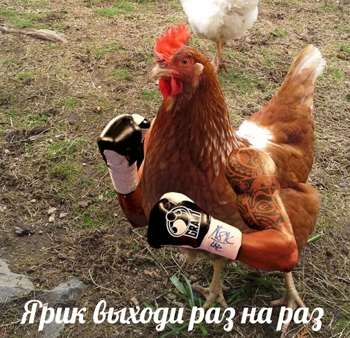 Петушара человек