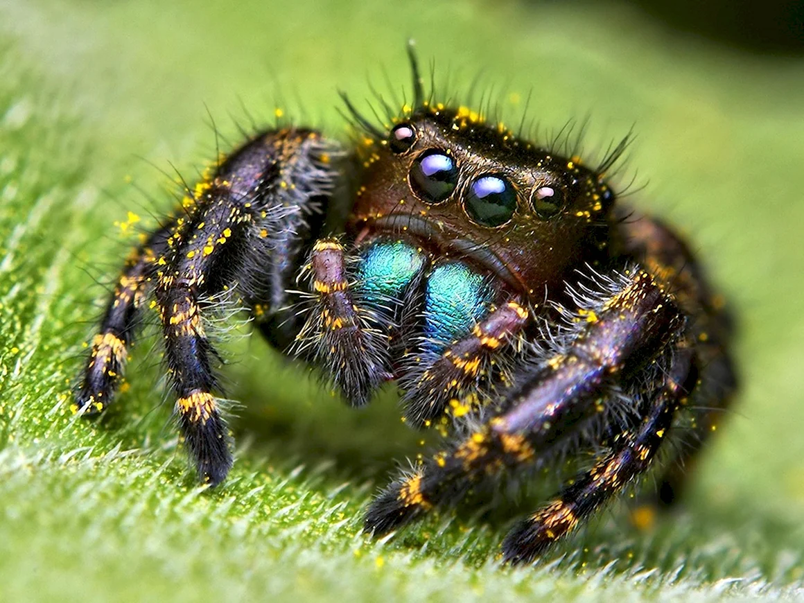 Phidippus Audax паук-скакун